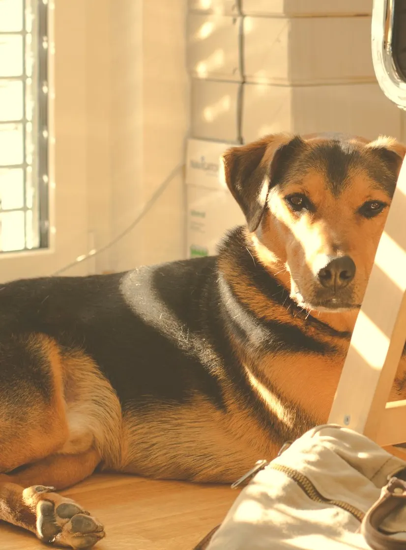 A dog resting on the floor at home in warm afternoon sunlight